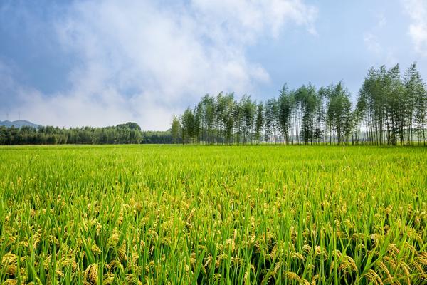 水利用系数-农业灌溉效率的关键指标 图1