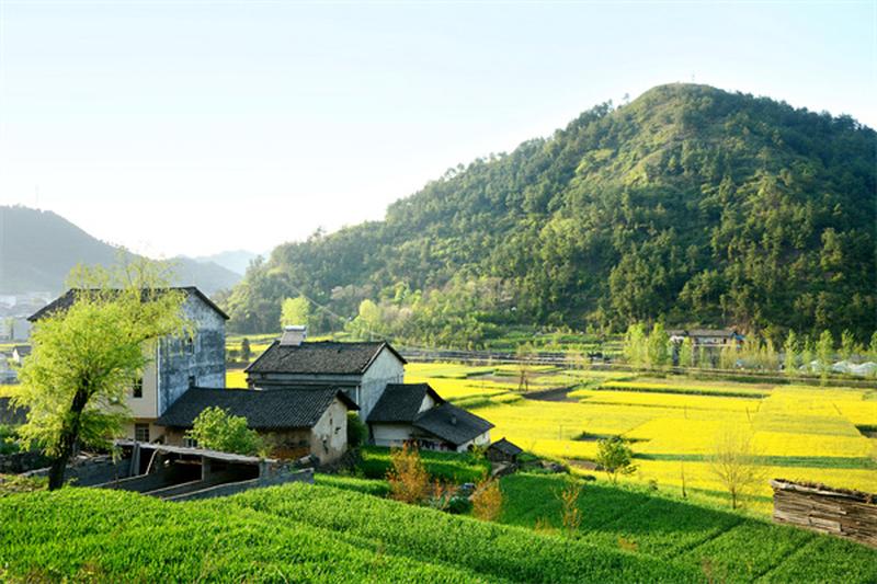 清远英德宠物店：如何抓住乡村振兴下的市场机遇 图1